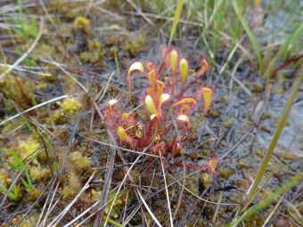 Sundew